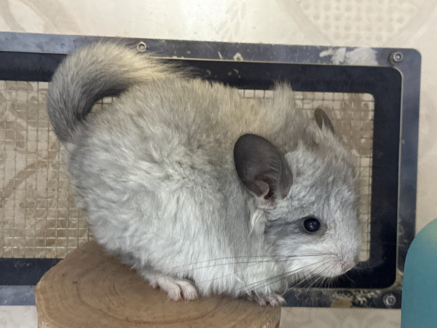 Chinchillas: S028 Mosaic RPA (angora) female chinchilla for sale (USA CCCU lineage)