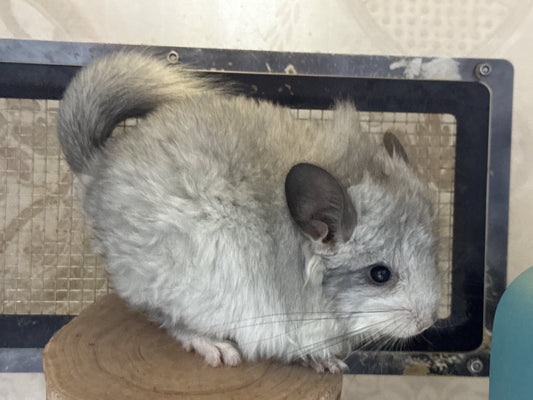 Chinchillas: S028 Mosaic RPA (angora) female chinchilla for sale (USA CCCU lineage)