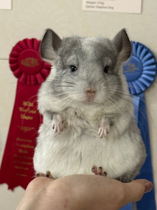 Chinchillas: R029 Mosaic (beautiful markings) male chinchilla for sale (USA lineage)