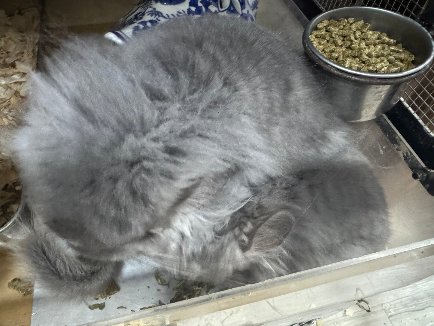 Chinchillas: S020 Violet RPA male chinchilla for sale (USA CCCU lineage)