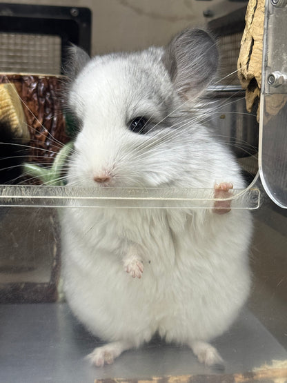 Chinchillas: R037 Mosaic RPA (Angora) male chinchilla for sale (CCCU USA lineage)