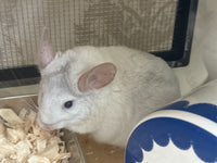 Chinchillas: R004 Beige and White Mosaic female chinchilla for sale