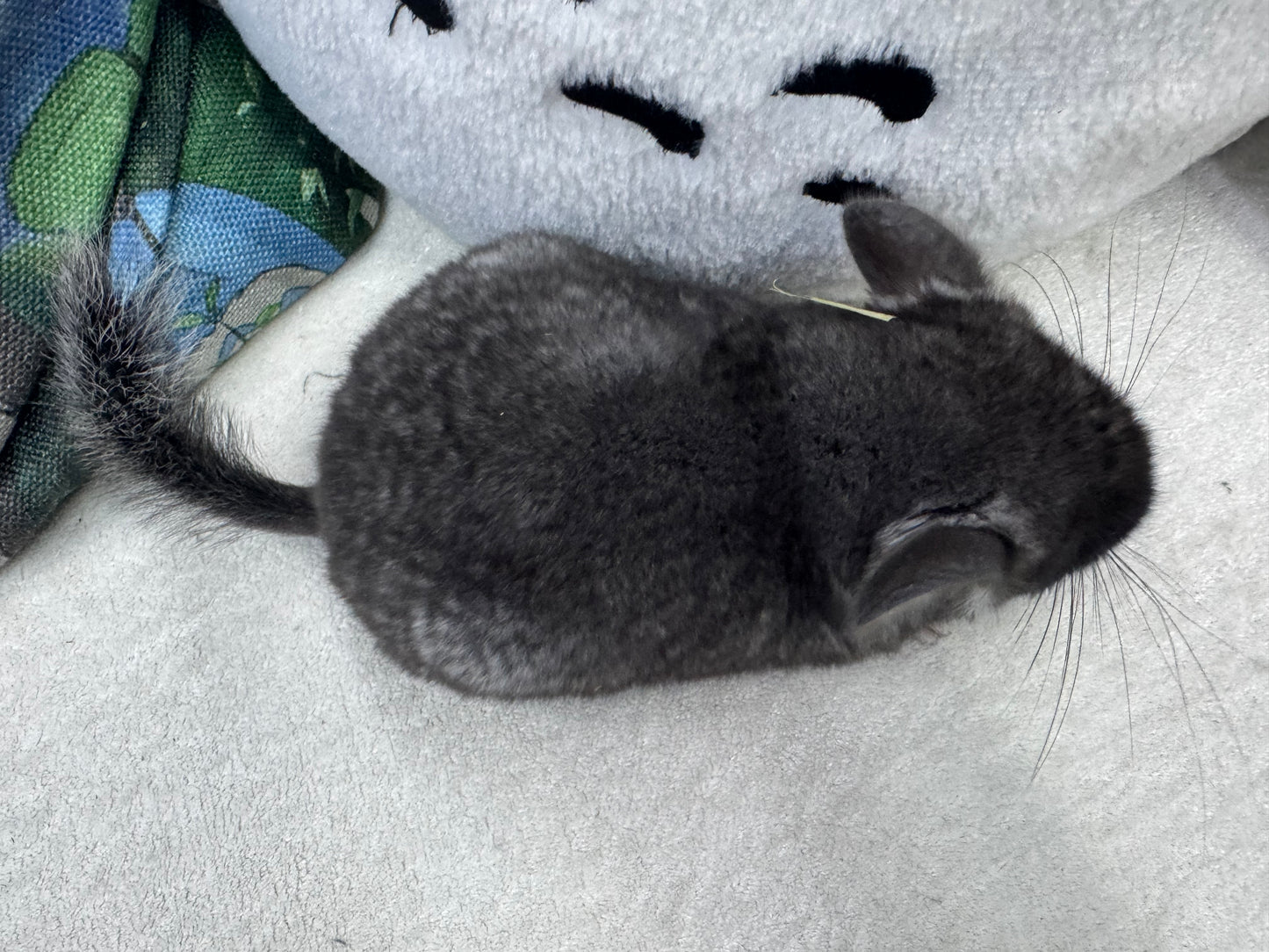 Chinchillas: S019 Black Velvet male chinchilla for sale (USA lineage)