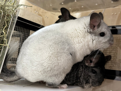 Chinchillas: P239 Mosaic female chinchilla for sale (Reserve Class Champion)