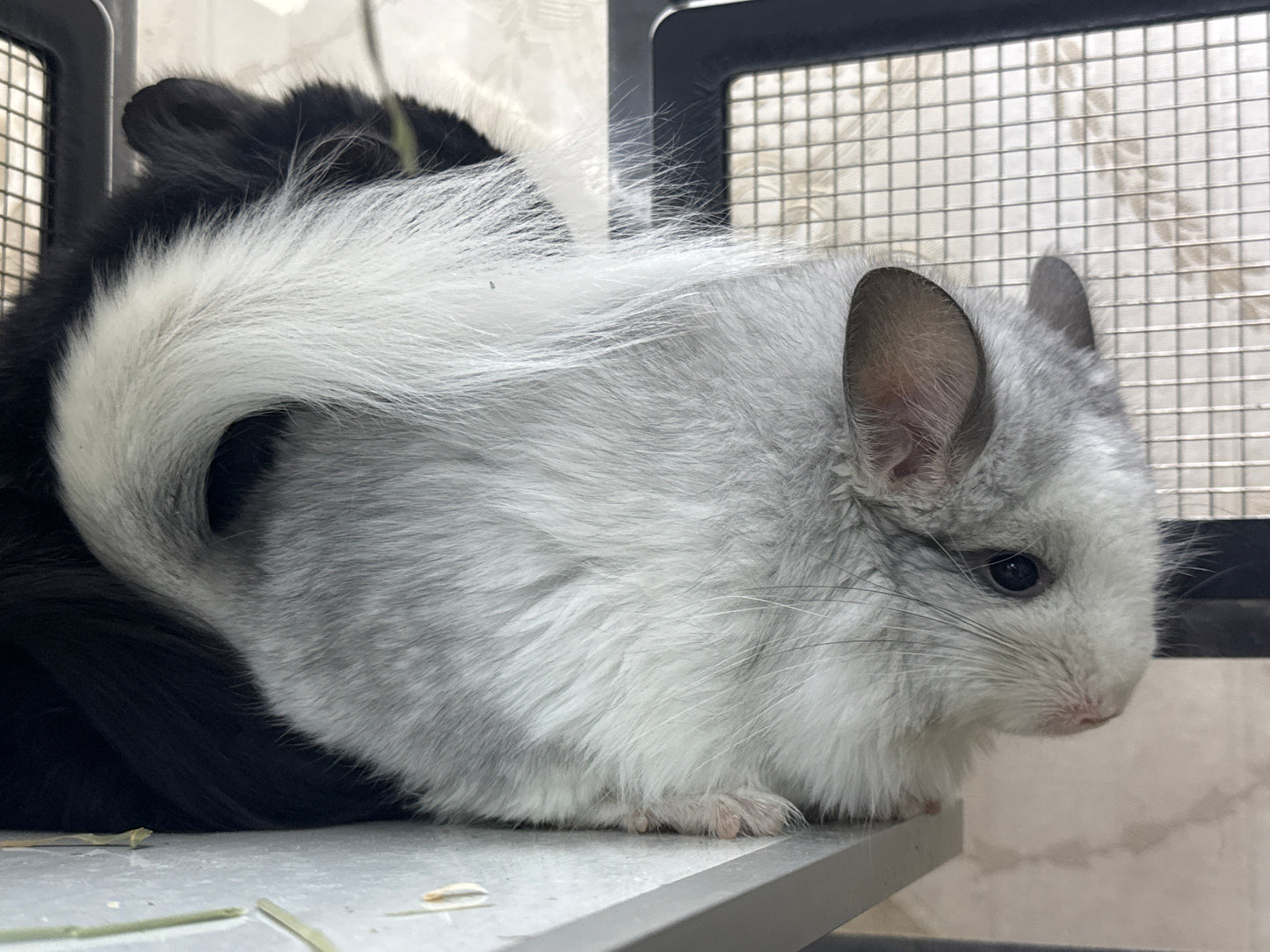 Chinchillas: R037 Mosaic RPA (Angora) male chinchilla for sale (CCCU USA lineage)