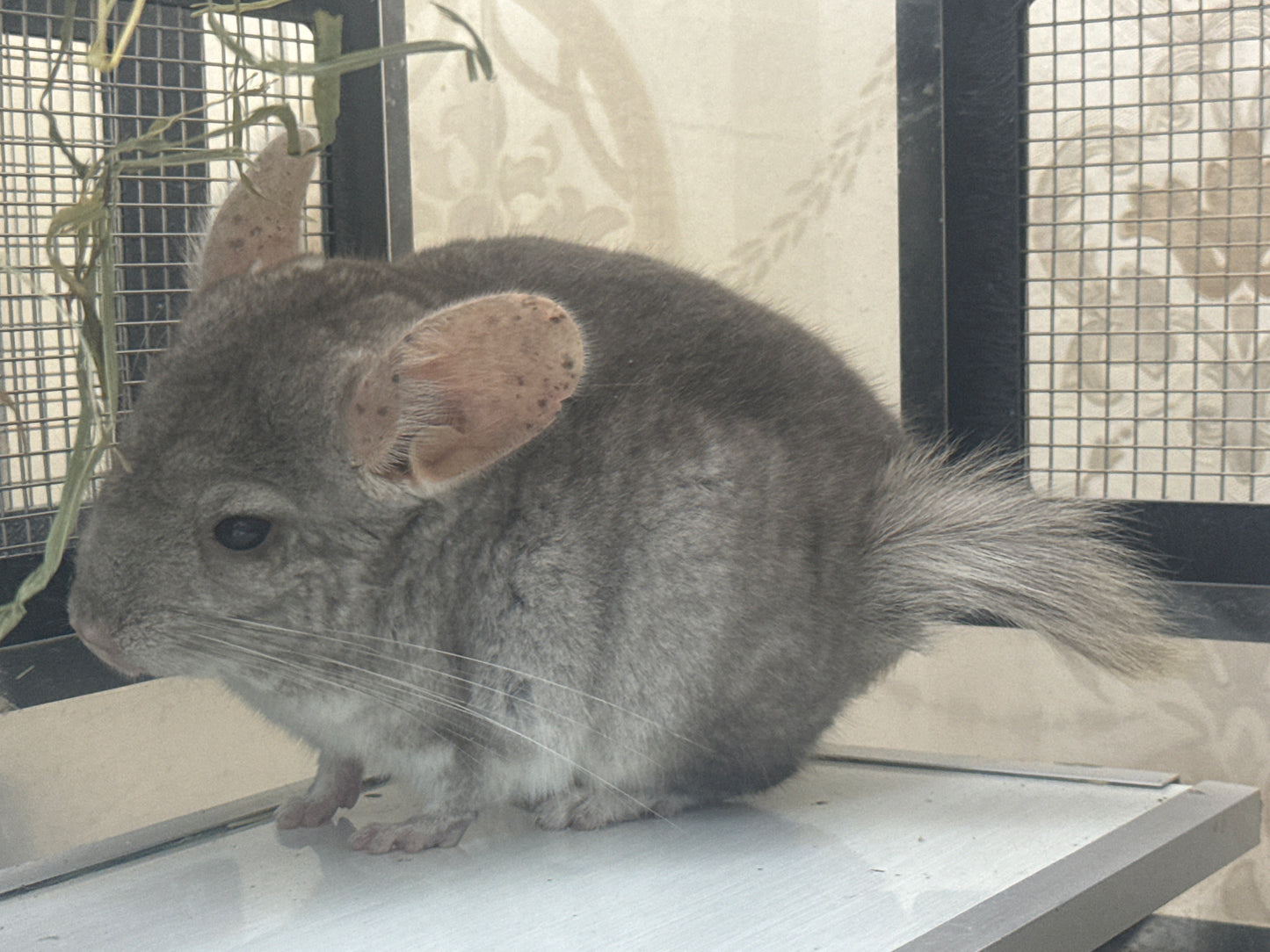 Chinchillas: P026 Beige Violet male chinchilla for sale (curled “rosette” tail n 2 missing fingers)curly potato super soft fur and chubby (USA lineage)