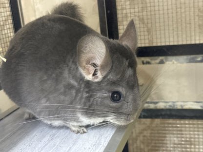 Chinchillas: P15 Violet female chinchilla for sale🥇 1st Place Ribbon - WA 2023 🥇