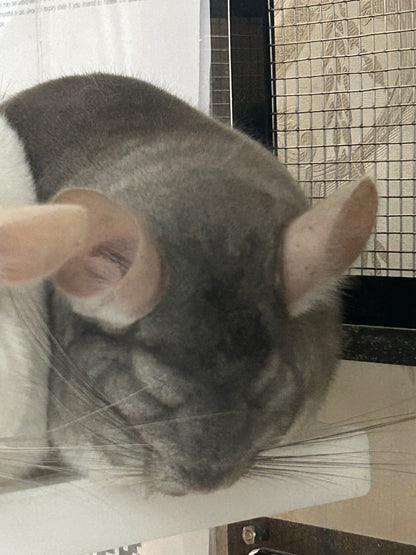 Chinchillas: N503 Dark Beige female chinchilla for sale with Section Champion ribbon