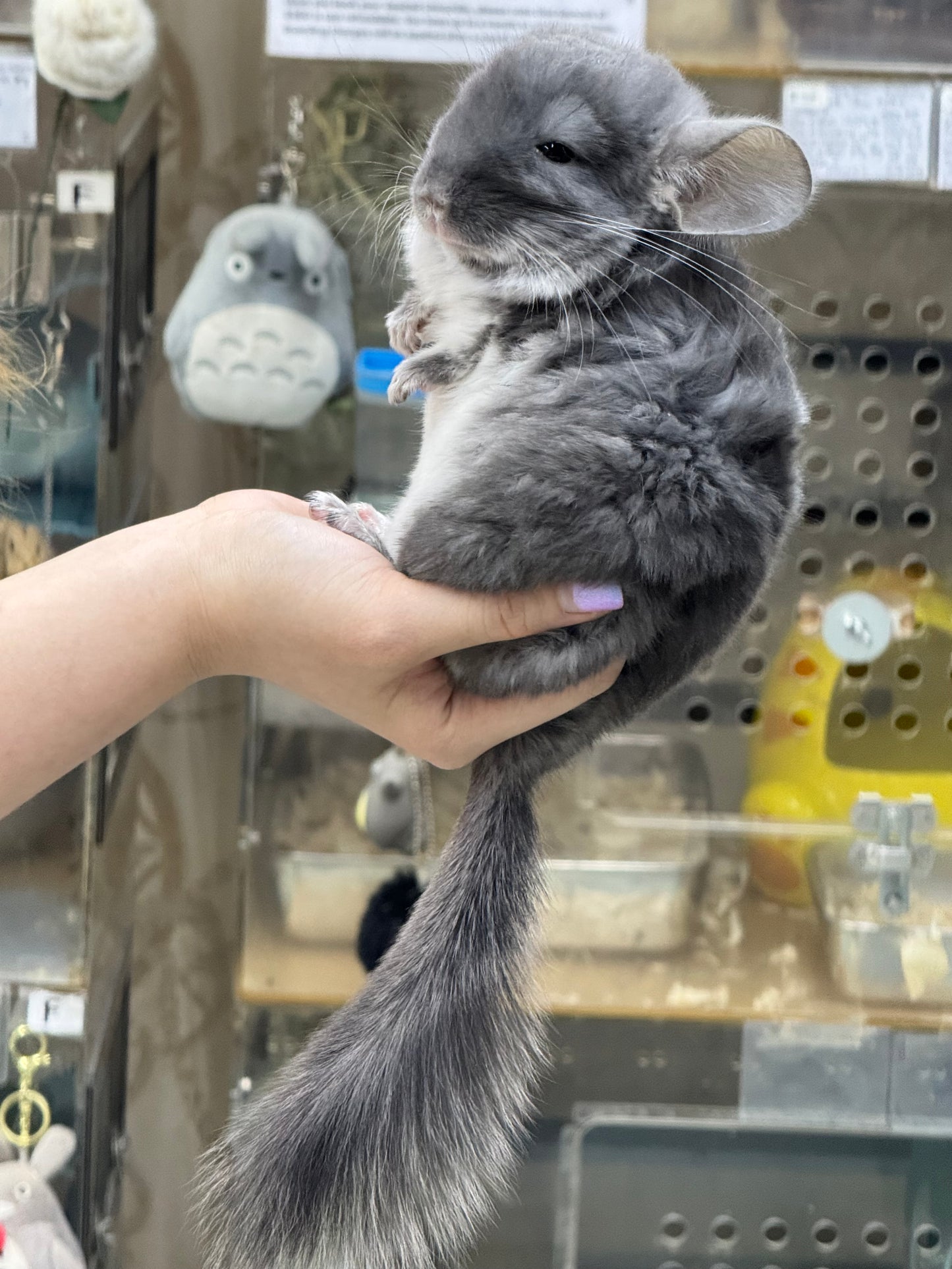 Chinchillas: R040 TOV Violet male chinchilla for sale (Brevi face) (USA lineage)