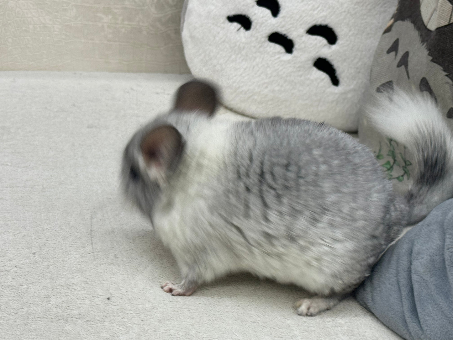 Chinchillas: R029 Mosaic (beautiful markings) male chinchilla for sale (USA lineage)