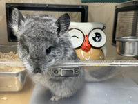 Chinchillas: R021 Standard RPA female chinchilla for sale from big sized angora parents