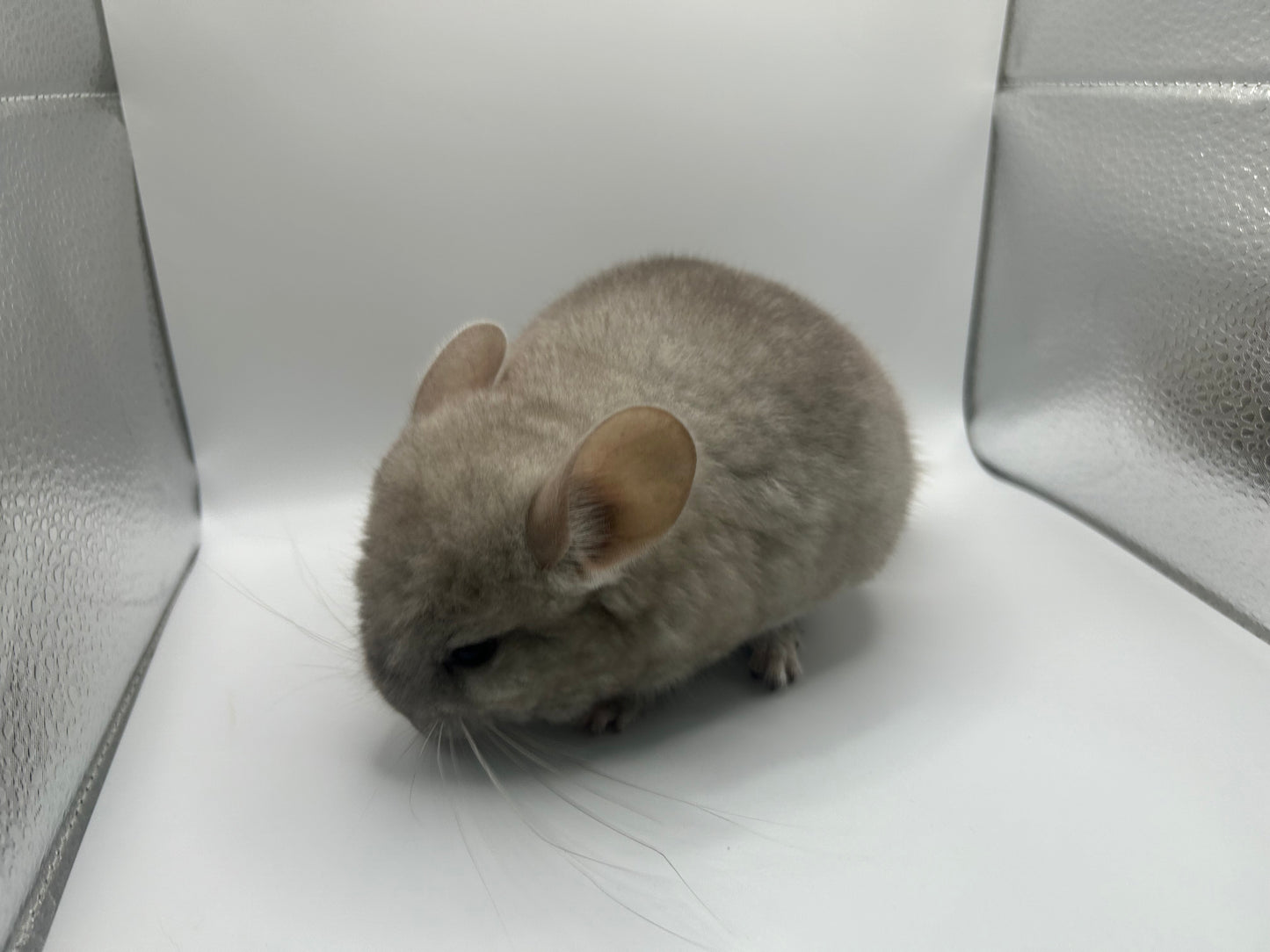 Chinchillas: P026 Beige Violet male chinchilla for sale (curled “rosette” tail n 2 missing fingers)curly potato super soft fur and chubby (USA lineage)