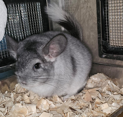 Boarding per chinchilla per day: full payment at least 10 days beforehand please do not self check out