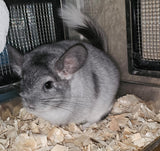 Boarding per chinchilla per day: full payment at least 10 days beforehand please do not self check out