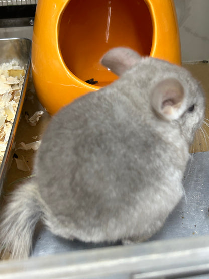 Chinchillas: P026 Beige Violet male chinchilla for sale (curled “rosette” tail n 2 missing fingers)curly potato super soft fur and chubby (USA lineage)