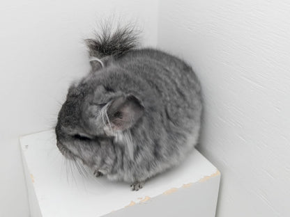 Chinchillas: N250 Standard RPA (angora) female chinchilla for sale