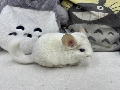 Chinchillas: R043 Pink White male chinchilla for sale (USA lineage)