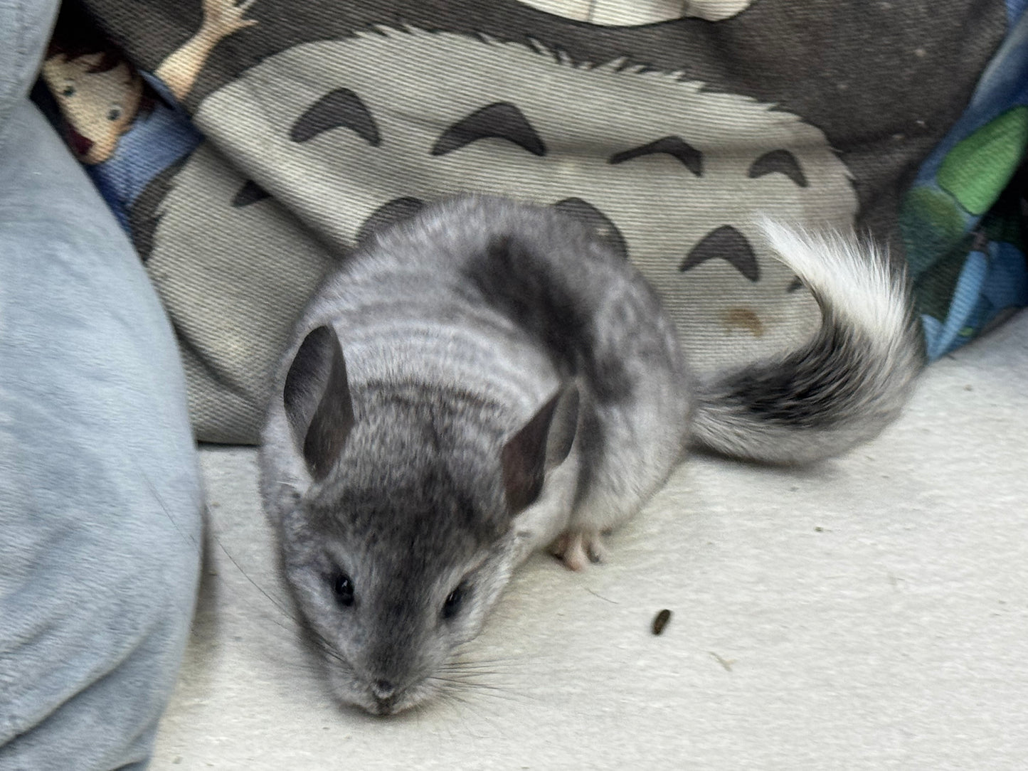 Chinchillas: S011 Mosaic  female chinchilla for sale (USA lineage)