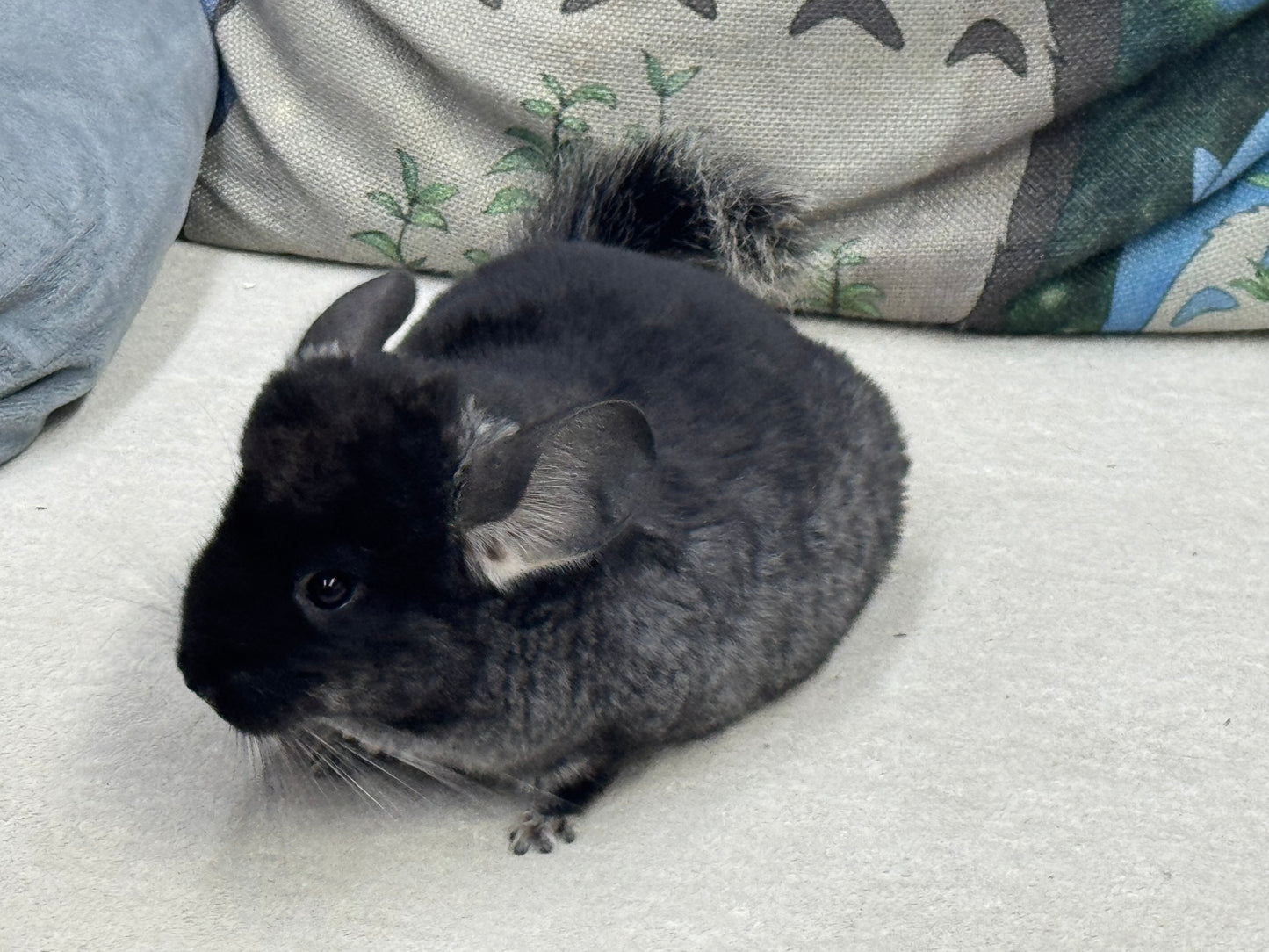 Chinchillas: T007 Black Velvet male chinchilla for sale (USA Master Breeder’s lineage)