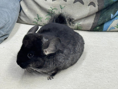 Chinchillas: T007 Black Velvet male chinchilla for sale (USA Master Breeder’s lineage)