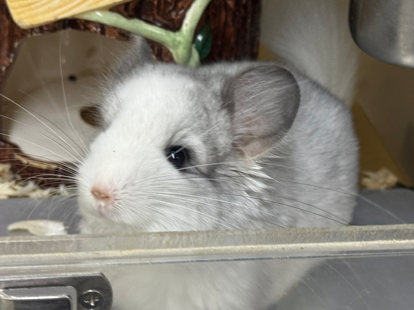 Chinchillas: R037 Mosaic RPA (Angora) male chinchilla for sale (CCCU USA lineage)