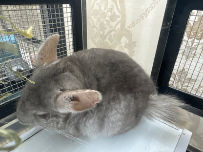 Chinchillas: P026 Beige Violet male chinchilla for sale (curled “rosette” tail n 2 missing fingers)curly potato super soft fur and chubby (USA lineage)