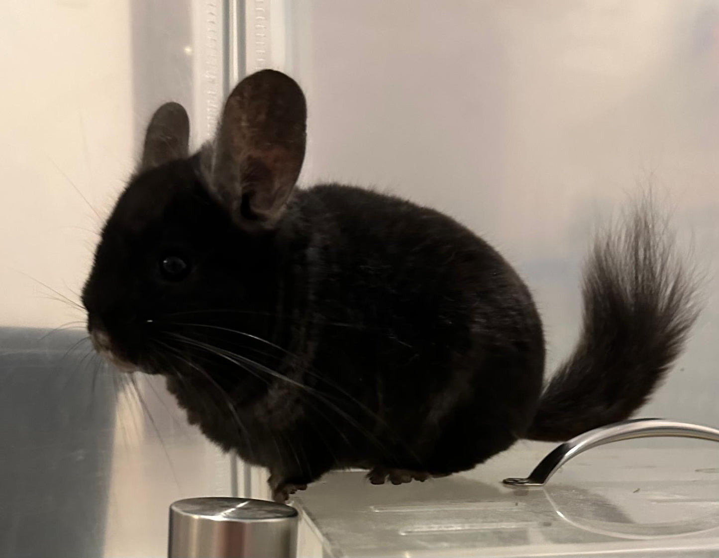 Chinchillas: R8 Dark Ebony RPAC male chinchilla  (USA lineage)