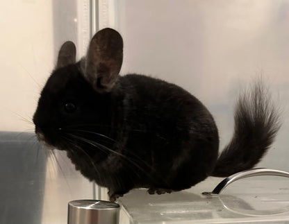 Chinchillas: R8 Dark Ebony RPAC male chinchilla  (USA lineage)