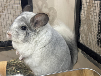 Chinchillas: R029 Mosaic (beautiful markings) male chinchilla for sale (USA lineage)