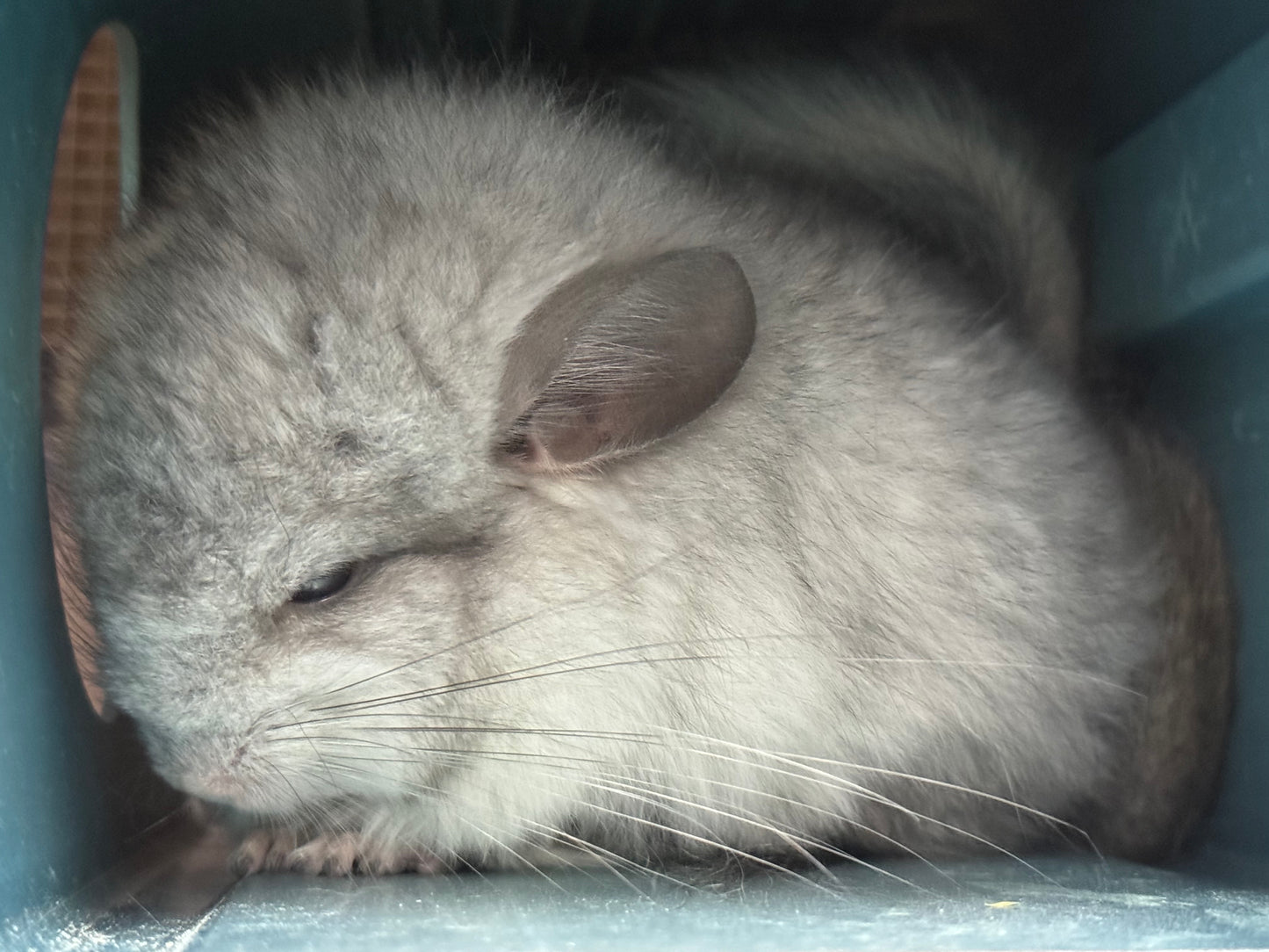 Chinchillas: S026 Mosaic RPA (angora) male chinchilla for sale (USA CCCU lineage)