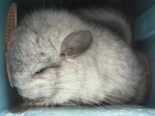 Chinchillas: S026 Mosaic RPA (angora) male chinchilla for sale (USA CCCU lineage)