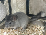 Chinchillas: R019 Silver Mosaic female chinchilla for sale daughter of Reserve grand show champ 2022