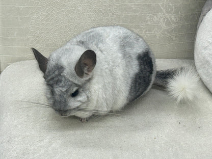 Chinchillas: N445 Mosaic male chinchilla for sale 🏆 Section Champion - WA 2023 🏆