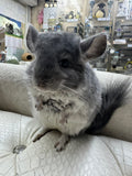 Chinchillas: R014 Violet male chinchilla for sale