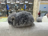 Chinchillas: R034 Violet RPA female for sale (big size genes)