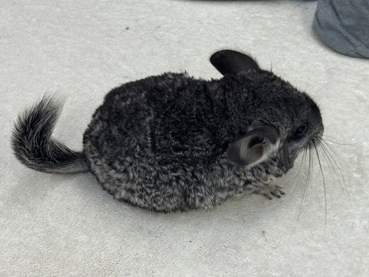Chinchillas: T022 Standard male chinchilla for sale (USA Master Breeder’s lineage)