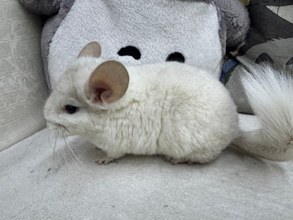 Chinchillas: R043 Pink White male chinchilla for sale (USA lineage)