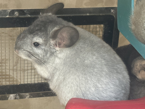 Chinchillas: R019 Silver Mosaic female chinchilla for sale daughter of Reserve grand show champ 2022