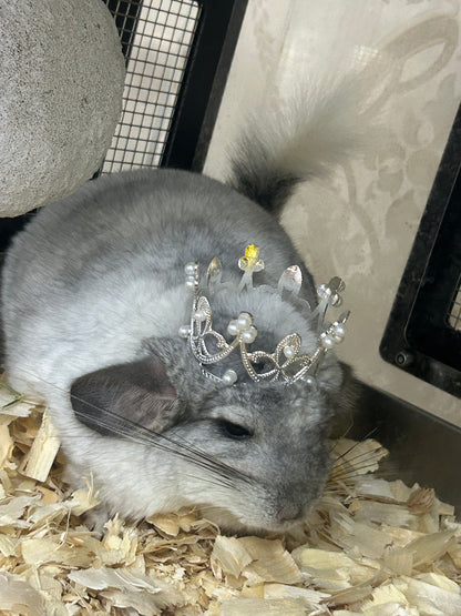 Chinchillas: N445 Mosaic male chinchilla for sale 🏆 Section Champion - WA 2023 🏆