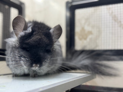 Chinchillas: S037 Brevi Black Velvet RPA (angora) male chinchilla for sale (USA CCCU lineage)