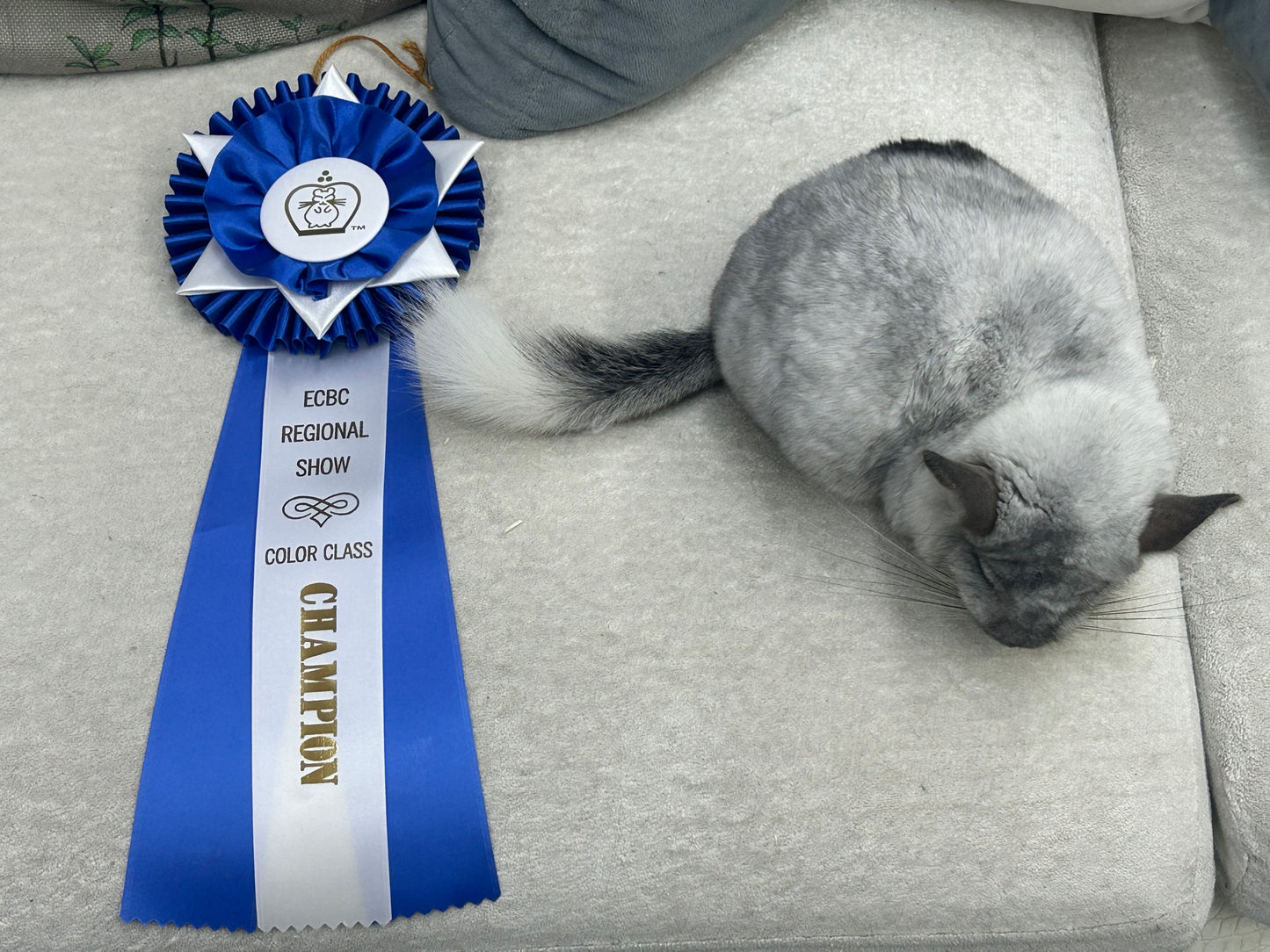 Chinchillas: N445 Mosaic male chinchilla for sale 🏆 Section Champion - WA 2023 🏆