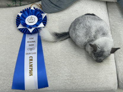 Chinchillas: N445 Mosaic male chinchilla for sale 🏆 Section Champion - WA 2023 🏆