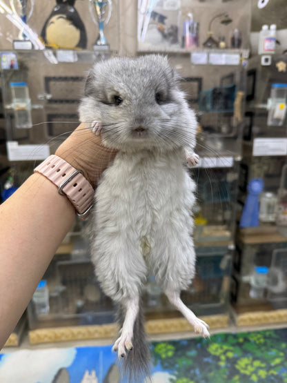 Chinchillas: R045 Mosaic RPA (angora) female chinchilla for sale (USA CCCU lineage)