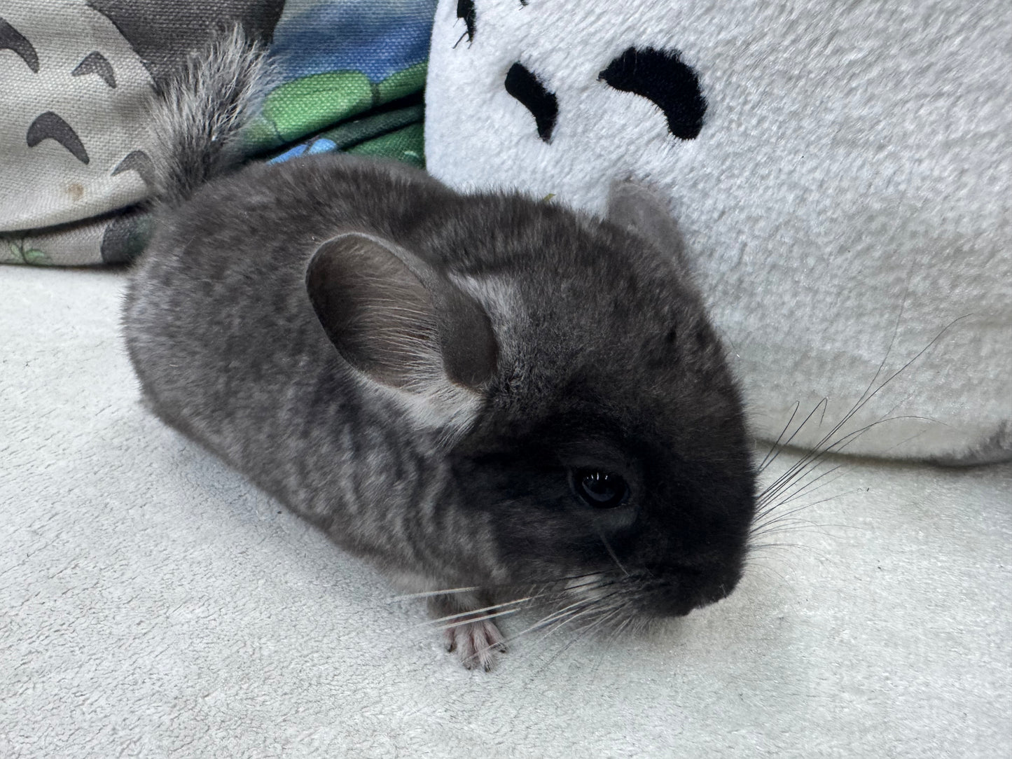 Chinchillas: S019 Black Velvet male chinchilla for sale (USA lineage)