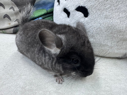 Chinchillas: S019 Black Velvet male chinchilla for sale (USA lineage)