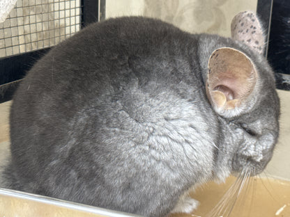 Chinchillas: P026 Beige Violet male chinchilla for sale (curled “rosette” tail n 2 missing fingers)curly potato super soft fur and chubby (USA lineage)