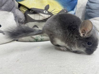 Chinchillas: R040 TOV Violet male chinchilla for sale (Brevi face) (USA lineage)