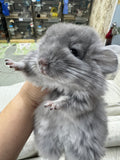 Chinchillas: R034 Violet RPA female for sale (big size genes)