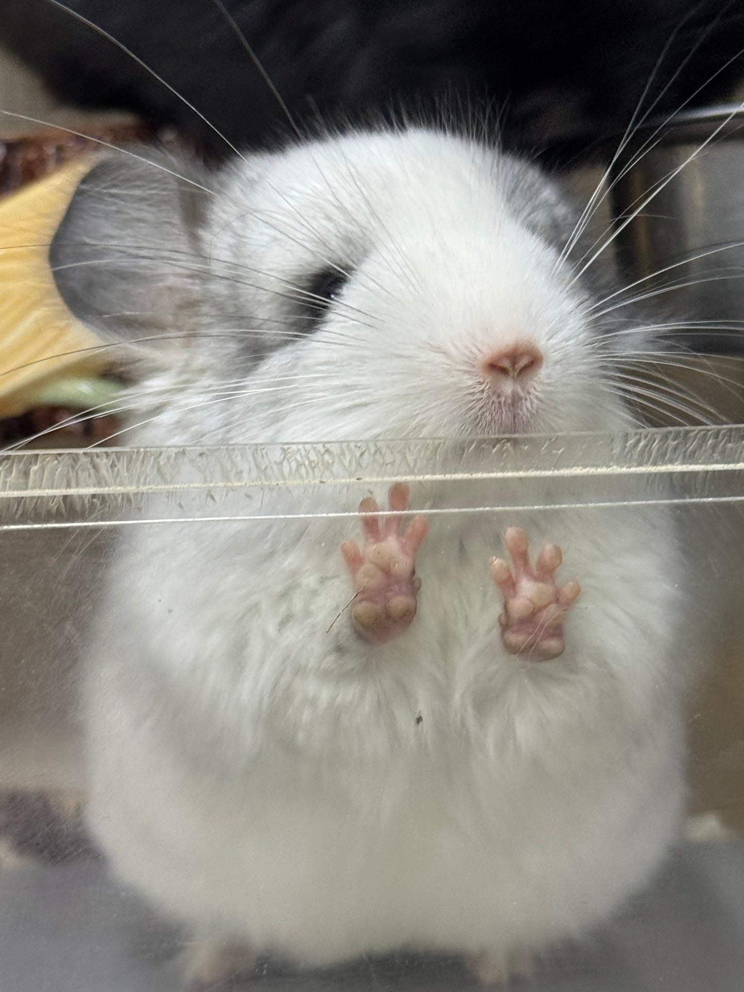 Chinchillas: R037 Mosaic RPA (Angora) male chinchilla for sale (CCCU USA lineage)