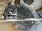 Chinchillas: R021 Standard RPA female chinchilla for sale from big sized angora parents